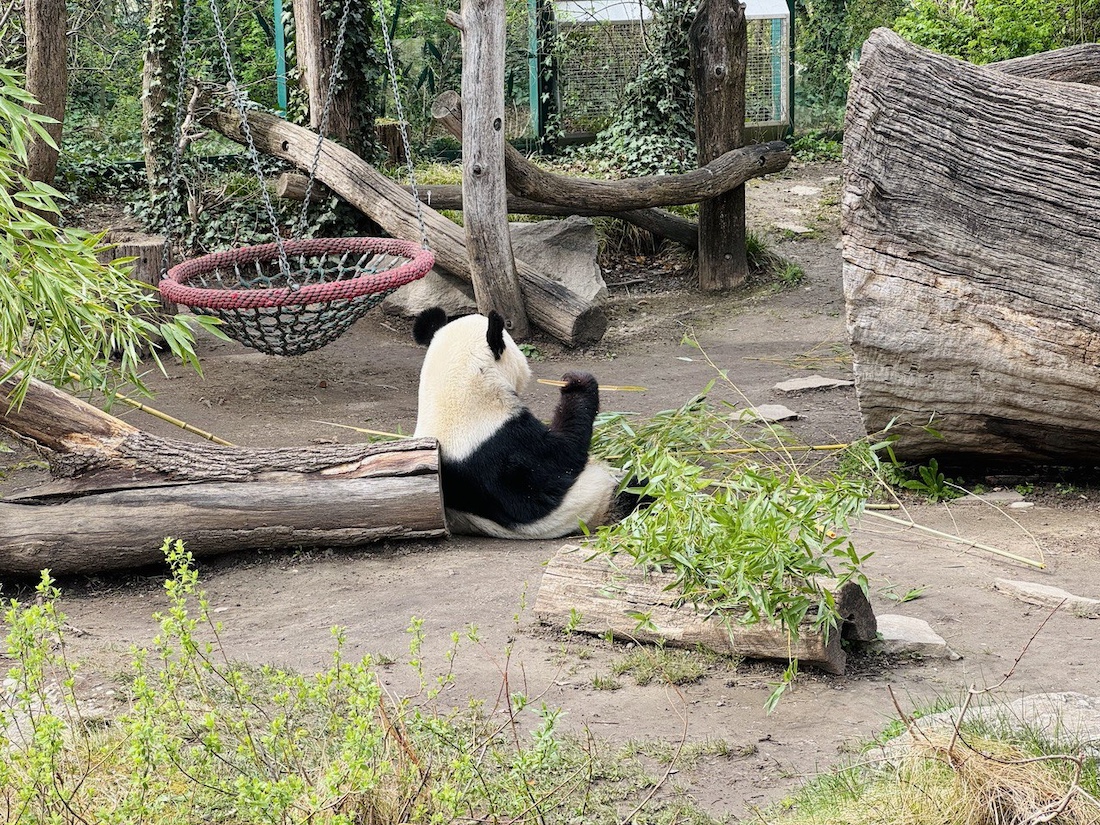 Zoo Vienna