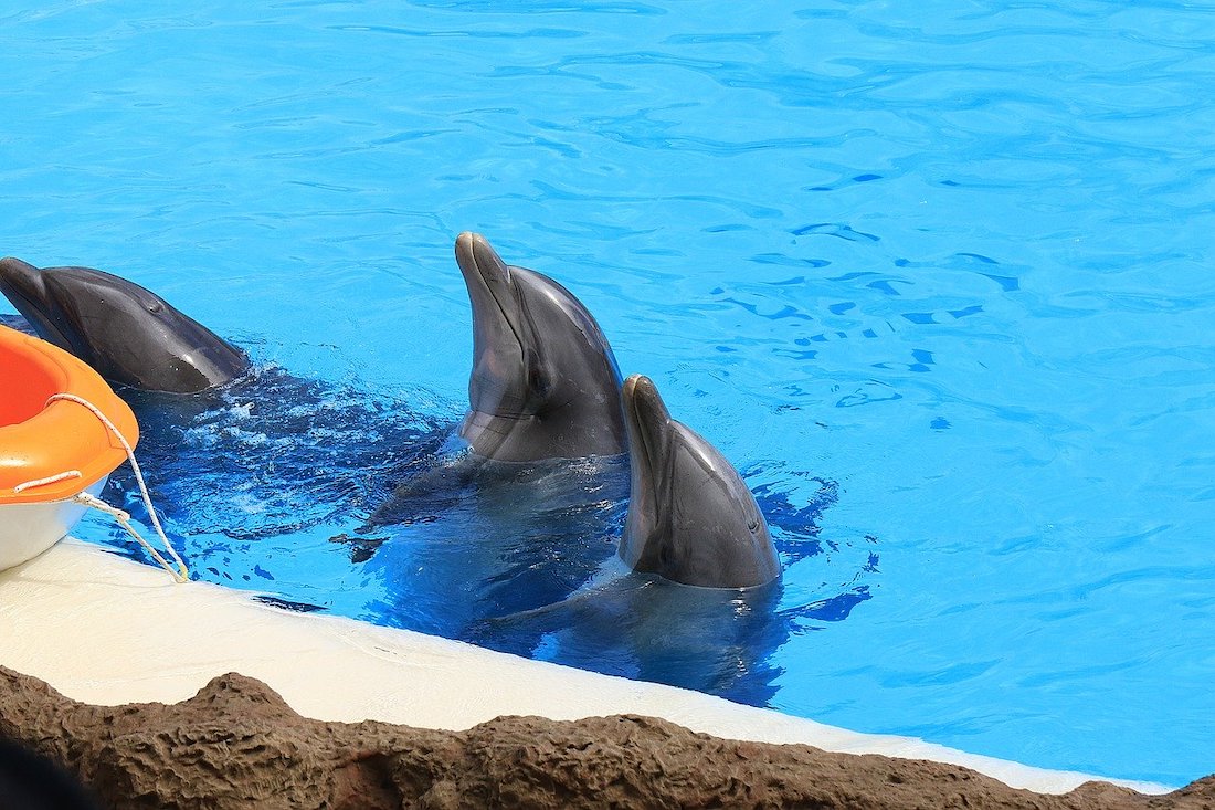 Loro Park