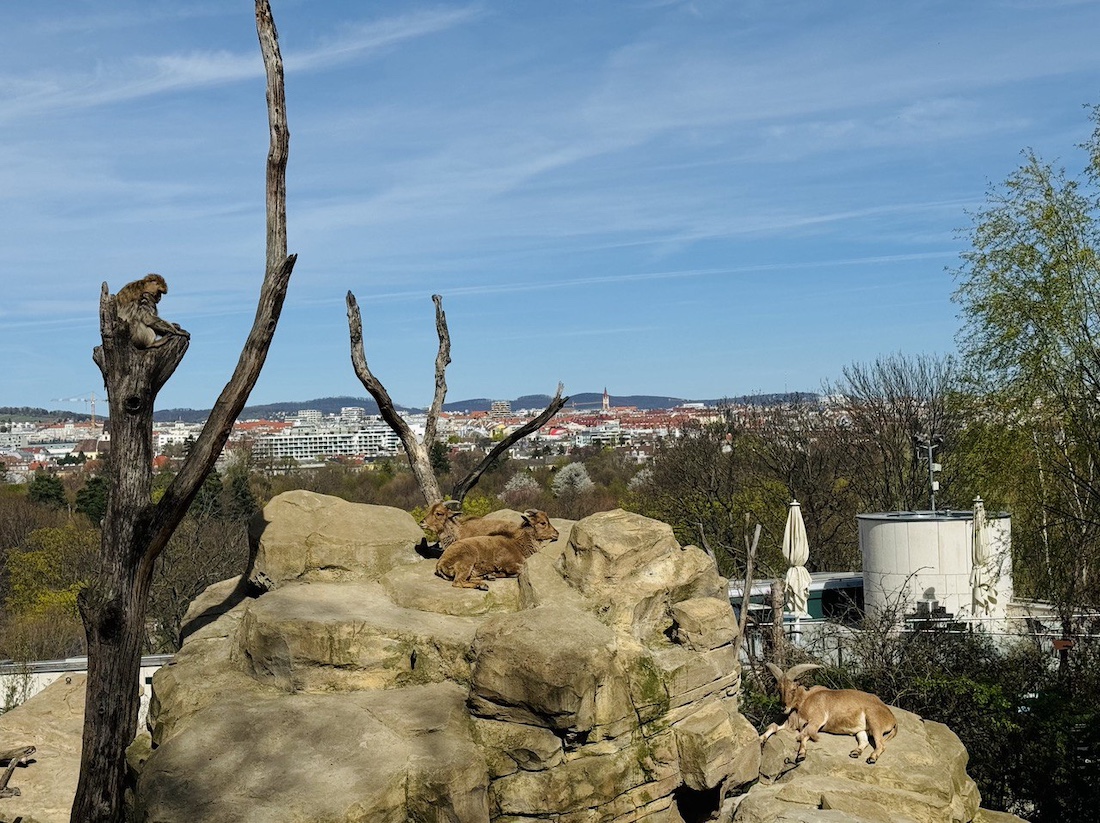 Animals in Vienna Zoo